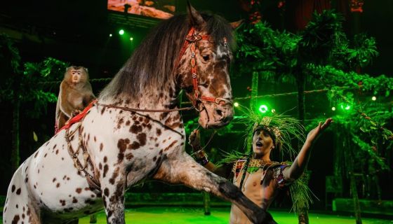 Цирк «Жар-птица»