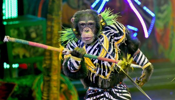 Цирк «Жар-птица»