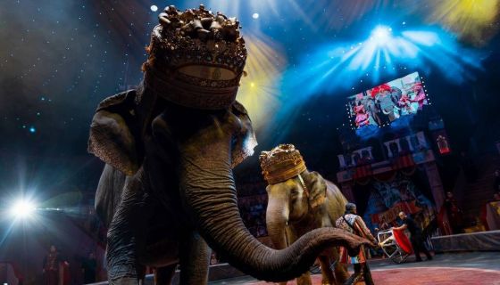 Итальянский цирк: слоны и тигры