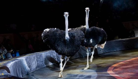 Итальянский цирк: слоны и тигры